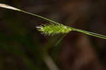 Cherokee sedge